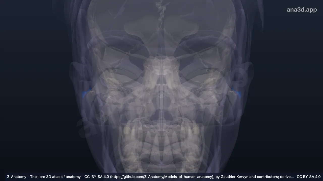 Modelo 3D: Concha de orelha