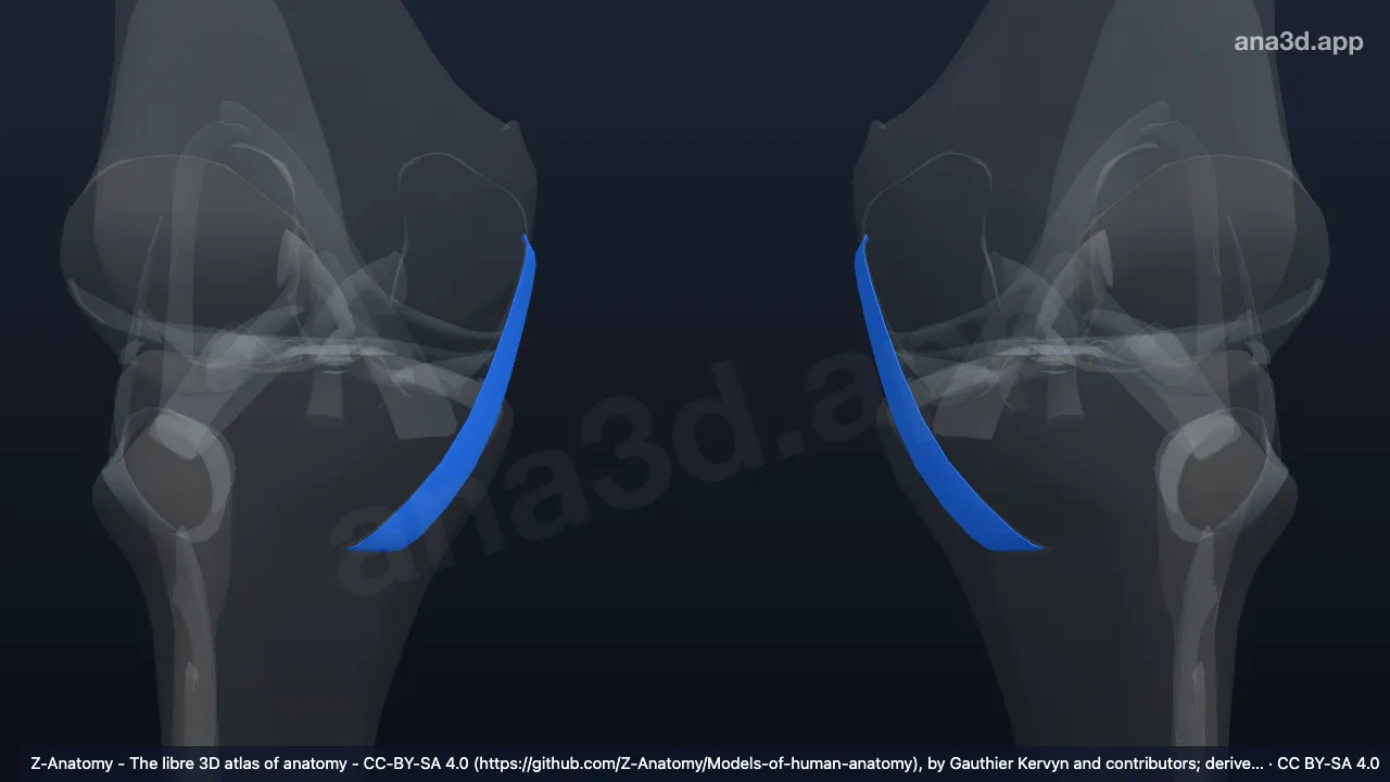 3D-Modell: Pars superficialis ligamenti collateralis tibialis