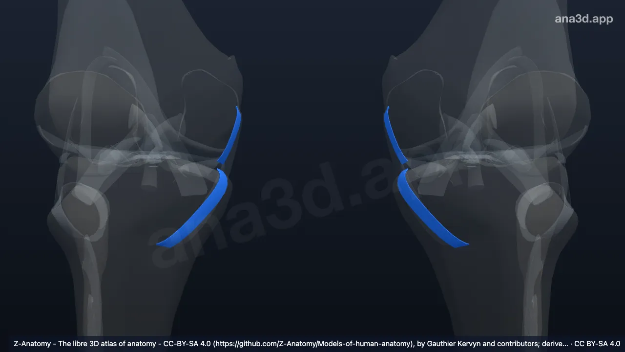 3D model: deep part of tibial collateral ligament
