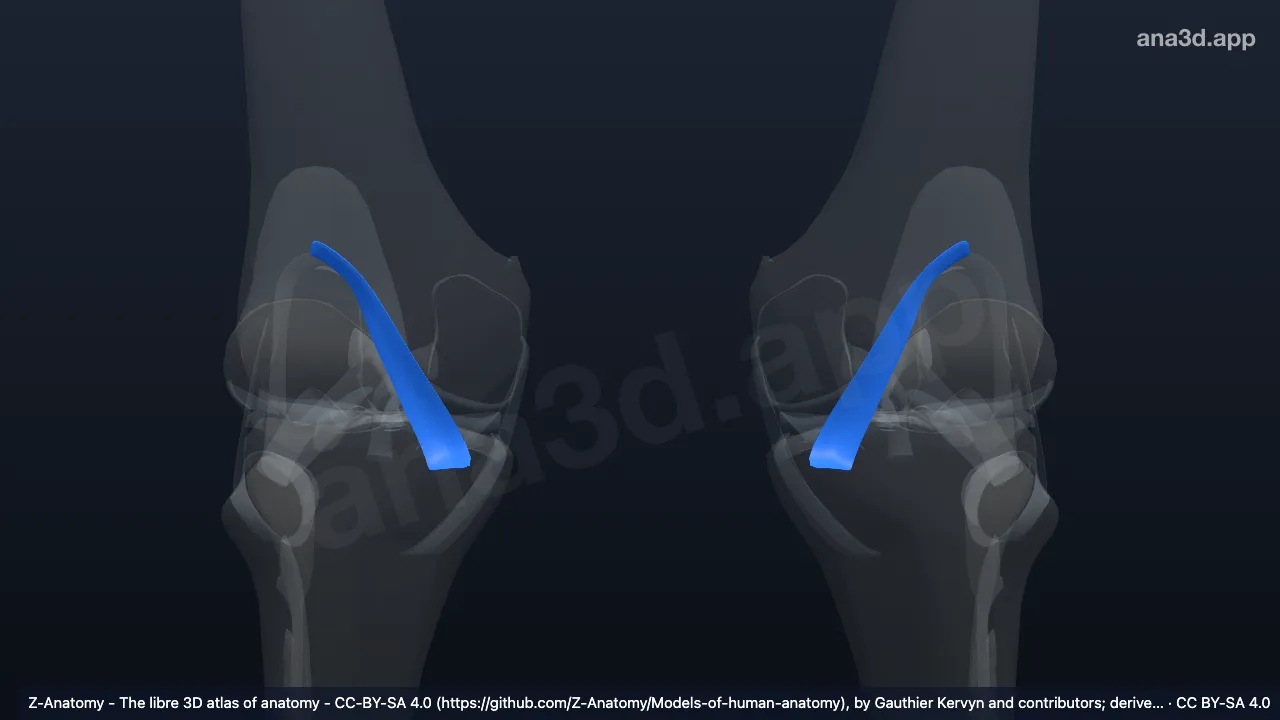 3D model: oblique popliteal ligament
