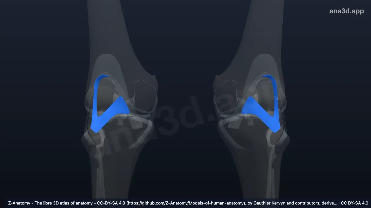 Modelo 3D: Ligamento poplíteo arqueado