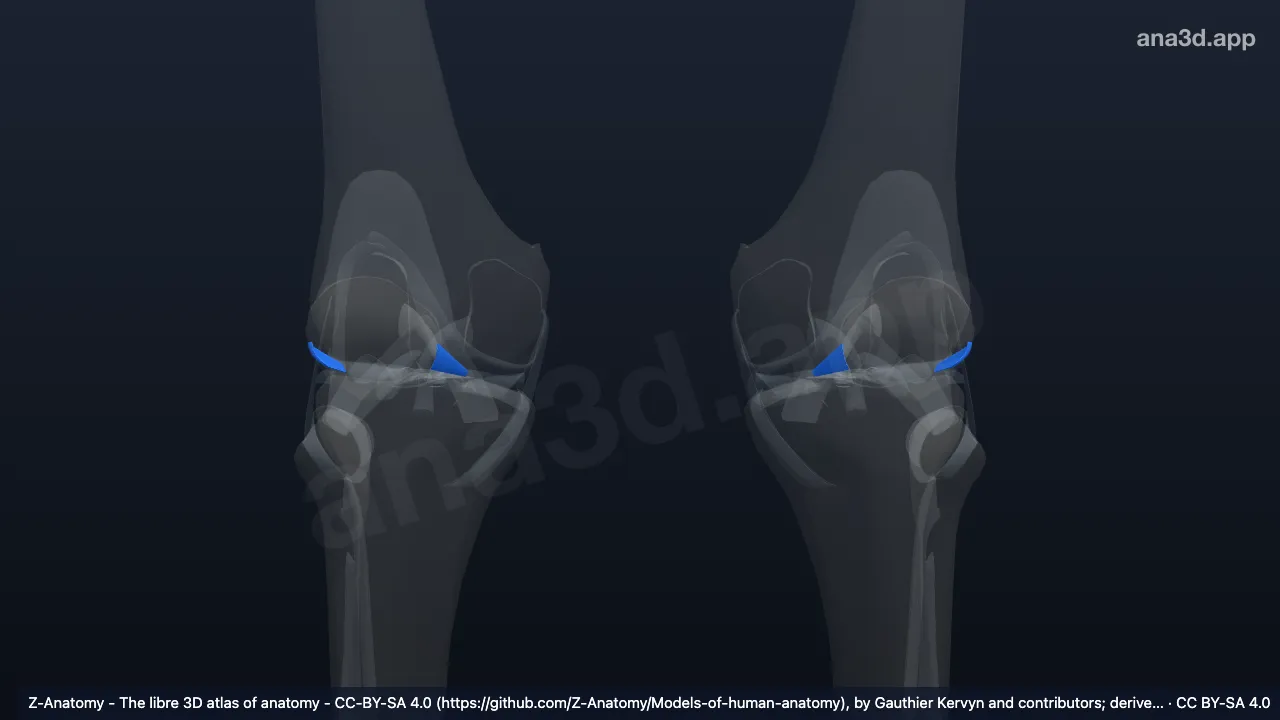 Modelo 3D: Ligamento meniscopatelar