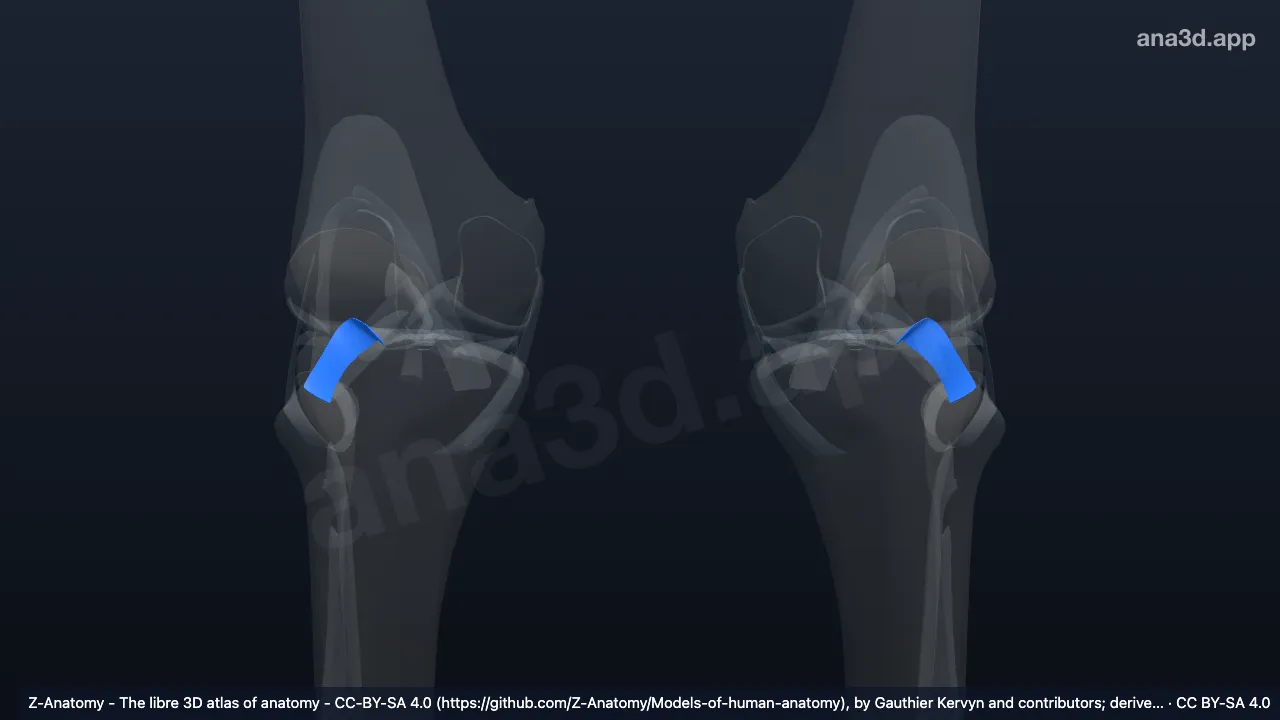 3D model: popliteofibular ligament