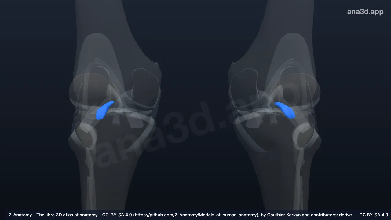 3D model: infrapatellar fat pad