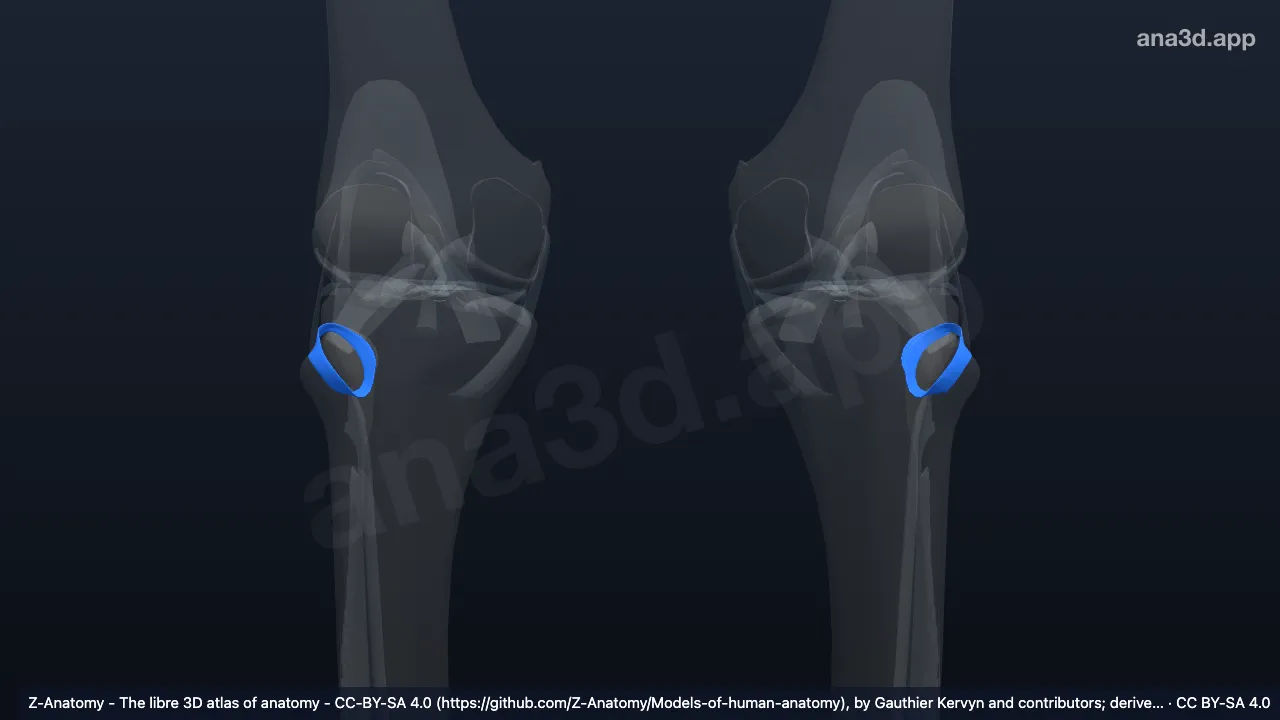 3D-Modell: Articulatio tibiofibularis