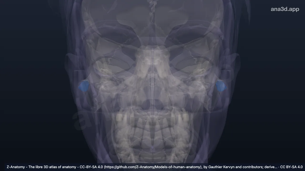 Modelo 3D: Cavidade da concha