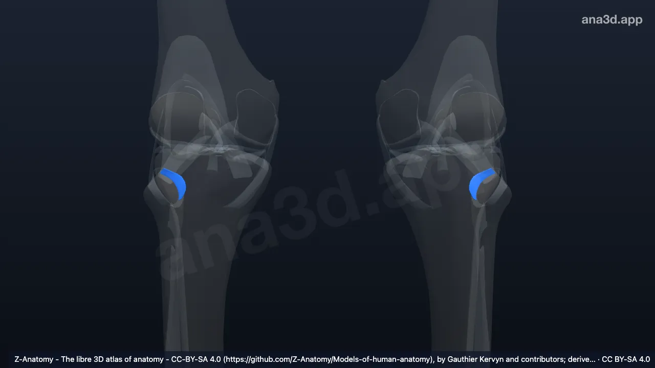 3D-Modell: Ligamentum posterius capitis fibulae