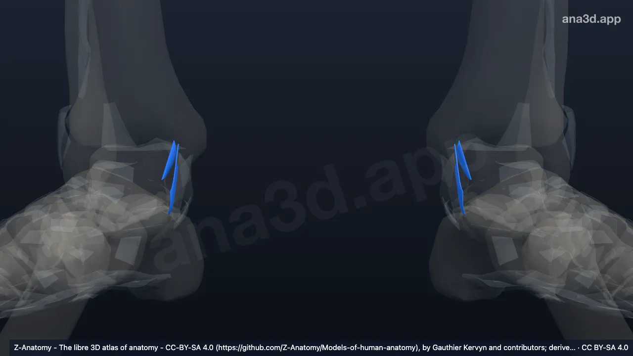 3D model: tibionavicular ligament