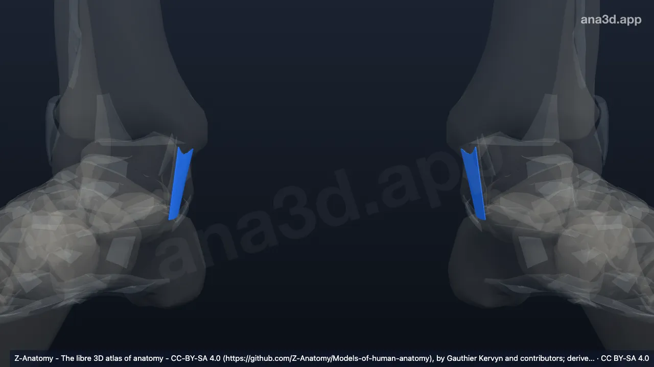 Modelo 3D: Ligamento tibiocalcâneo