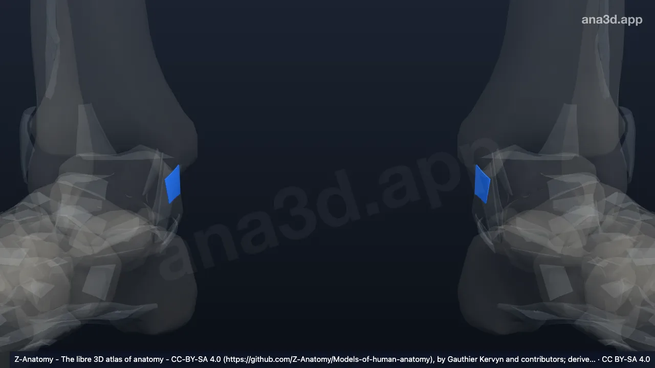Modèle 3D : Ligament tibiotalaire postérieur