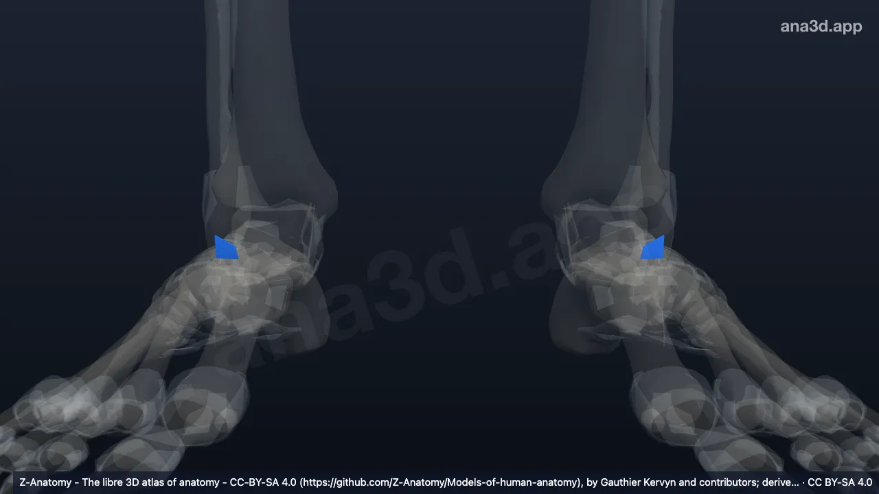3D model: anterior talofibular ligament