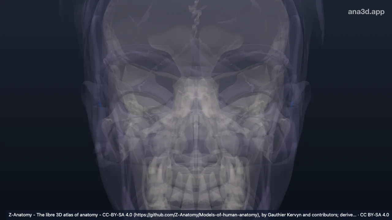 3D-Modell: Incisura anterior auriculae