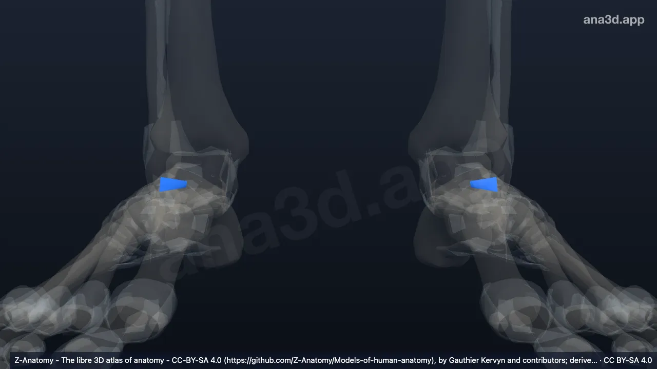 Modelo 3D: Ligamento talofibular posterior