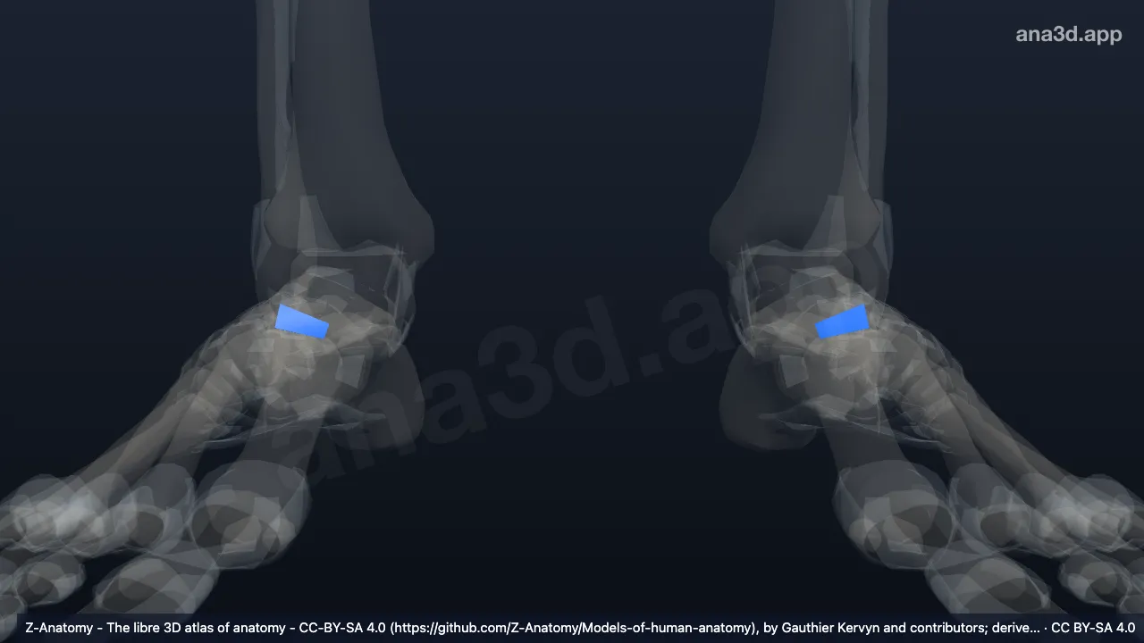 3D model: calcaneofibular ligament