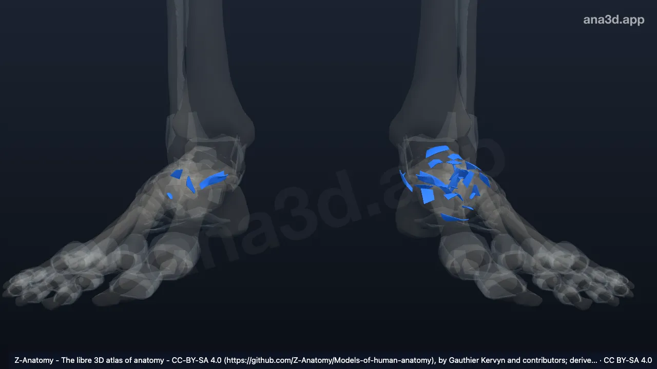 Modelo 3D: Articulações intertarsais