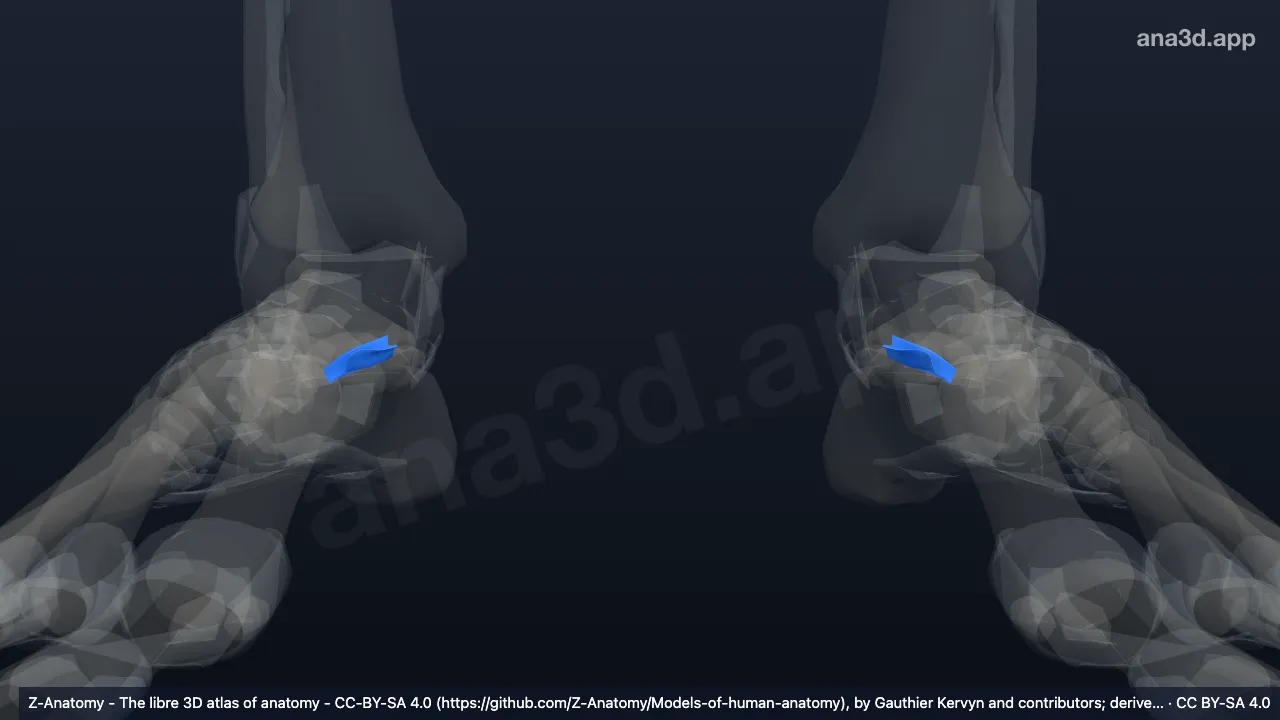 Modelo 3D: Ligamento talocalcáneo interóseo