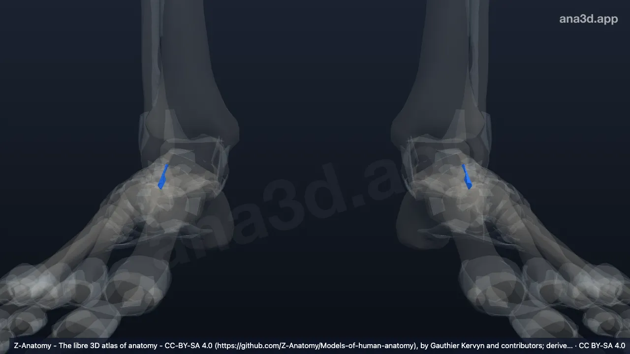 3D model: anterior talocalcaneal ligament