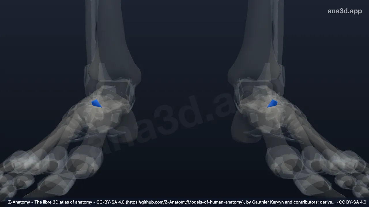 Modèle 3D : Ligament calcanéonaviculaire