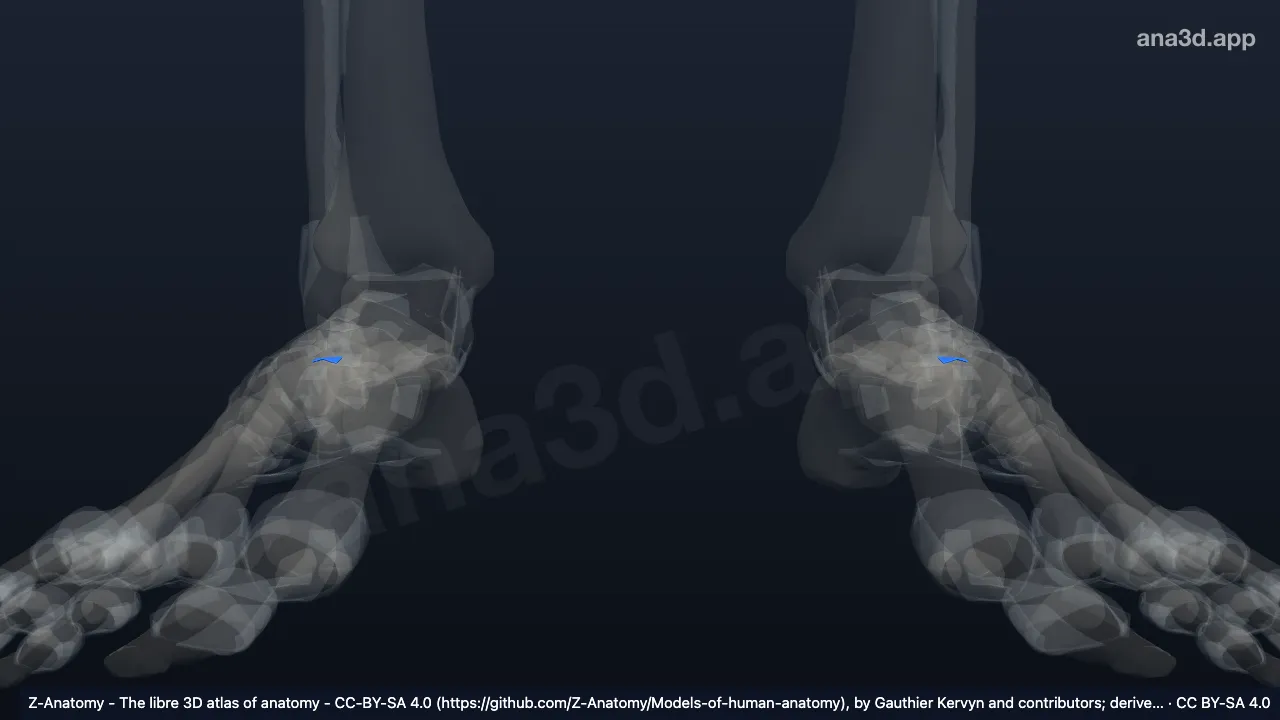 Modèle 3D : Ligament calcanéocuboïde