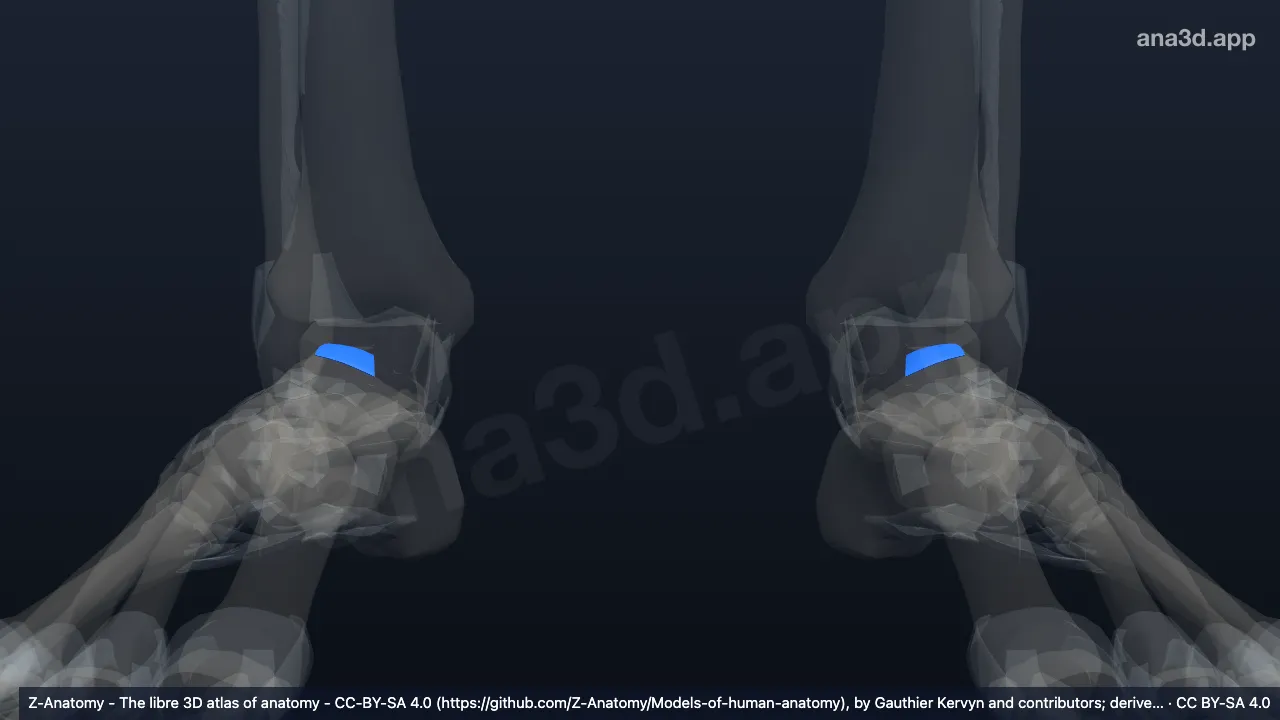 Modèle 3D : Ligament talonaviculaire