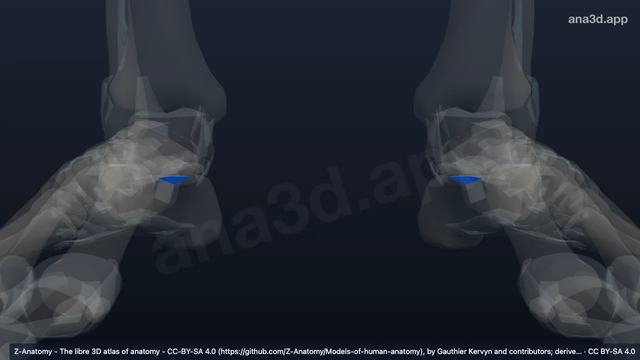 Modelo 3D: Ligamento calcaneonavicular plantar