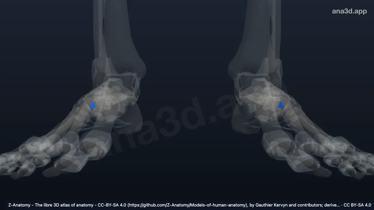 3D model: dorsal calcaneocuboid ligament