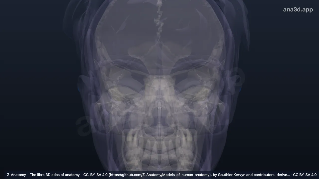 3D-Modell: Darwin-Ohrhöcker