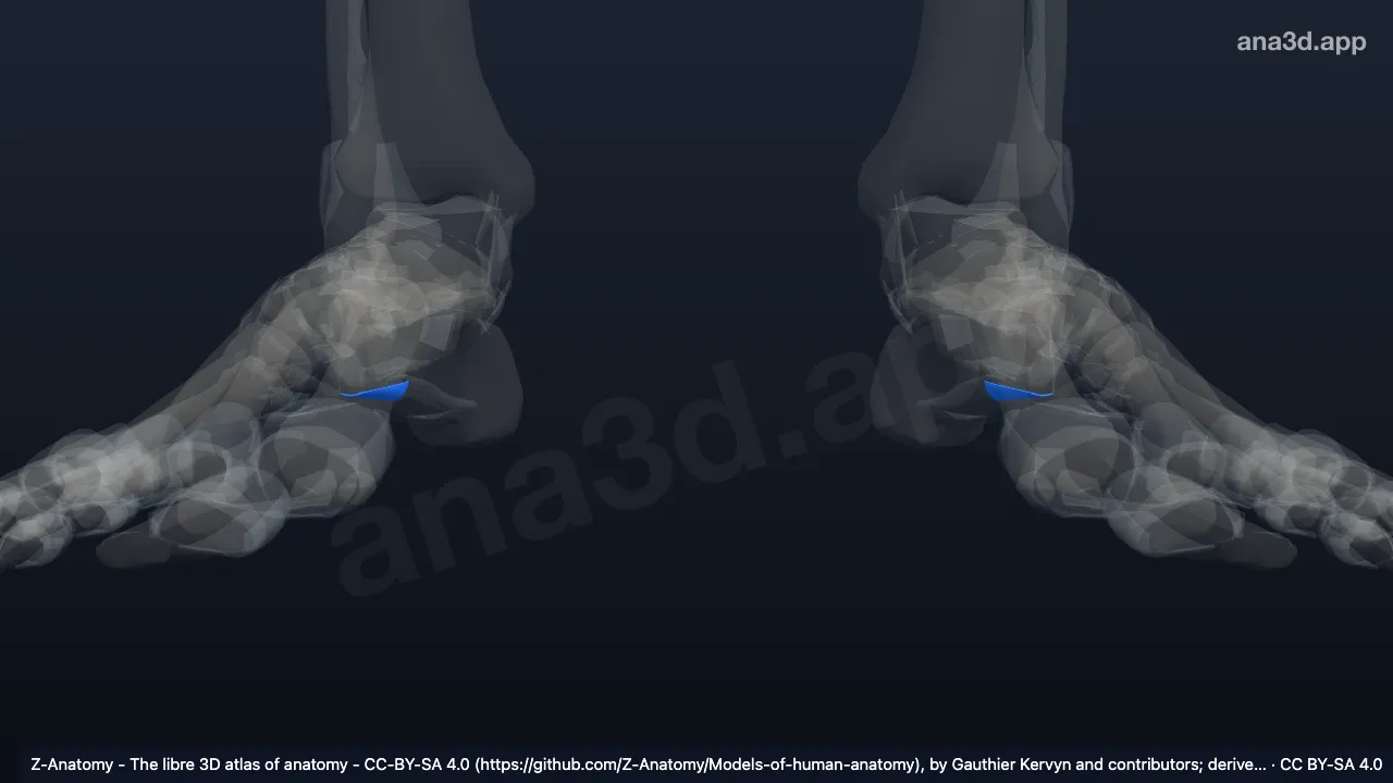 Modèle 3D : Ligament calcanéocuboïdien plantaire
