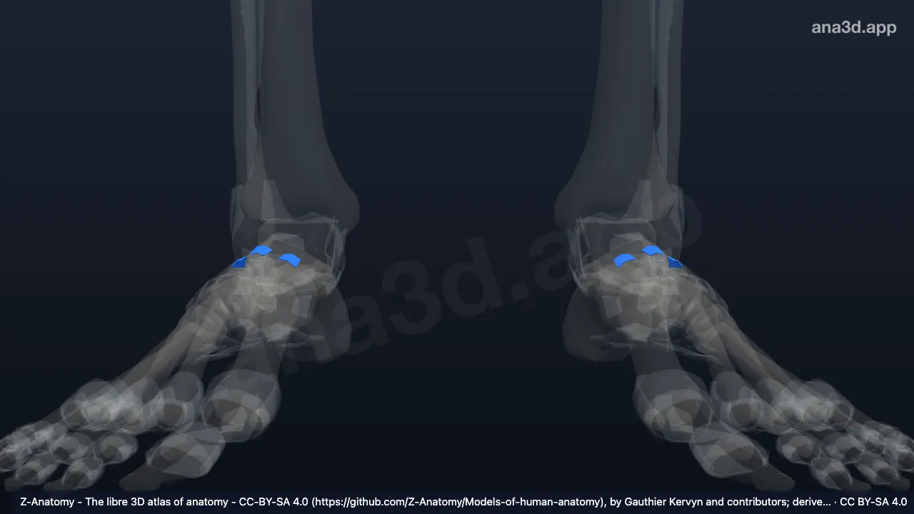 3D model: dorsal cuneonavicular ligaments