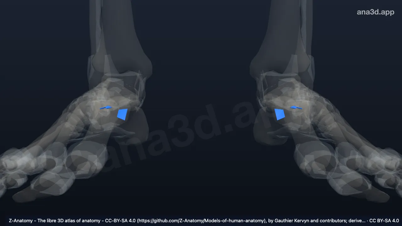 Modelo 3D: Ligamentos cuneonaviculares plantares