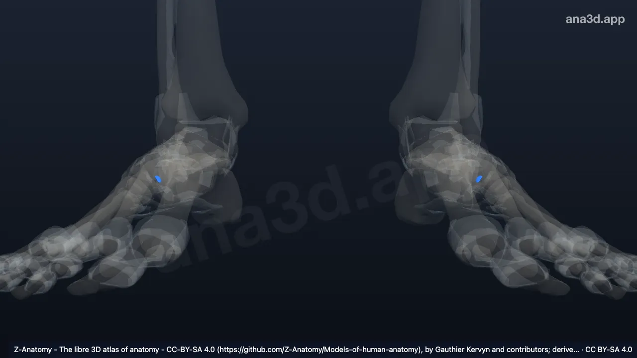 Modelo 3D: Ligamento interóseo cuneocuboideo