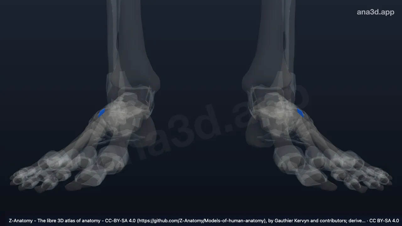 3D 모델: 등쪽쐐기입방인대