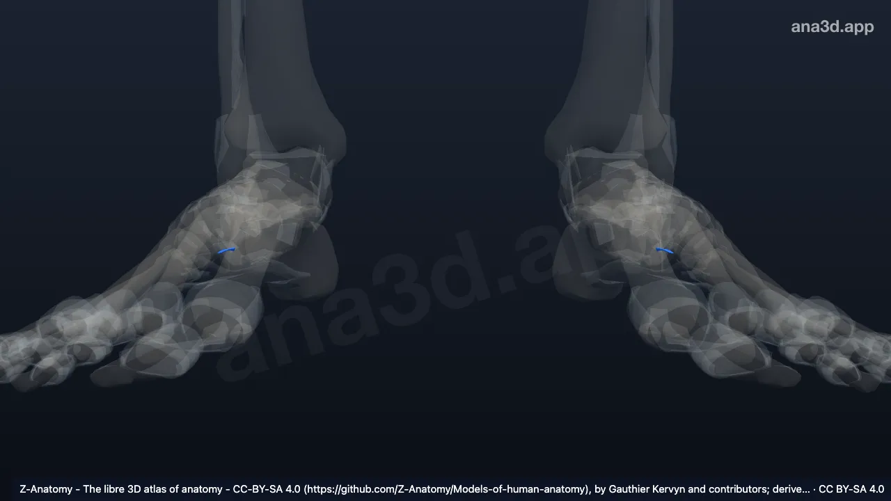 3D model: plantar cuneocuboid ligament