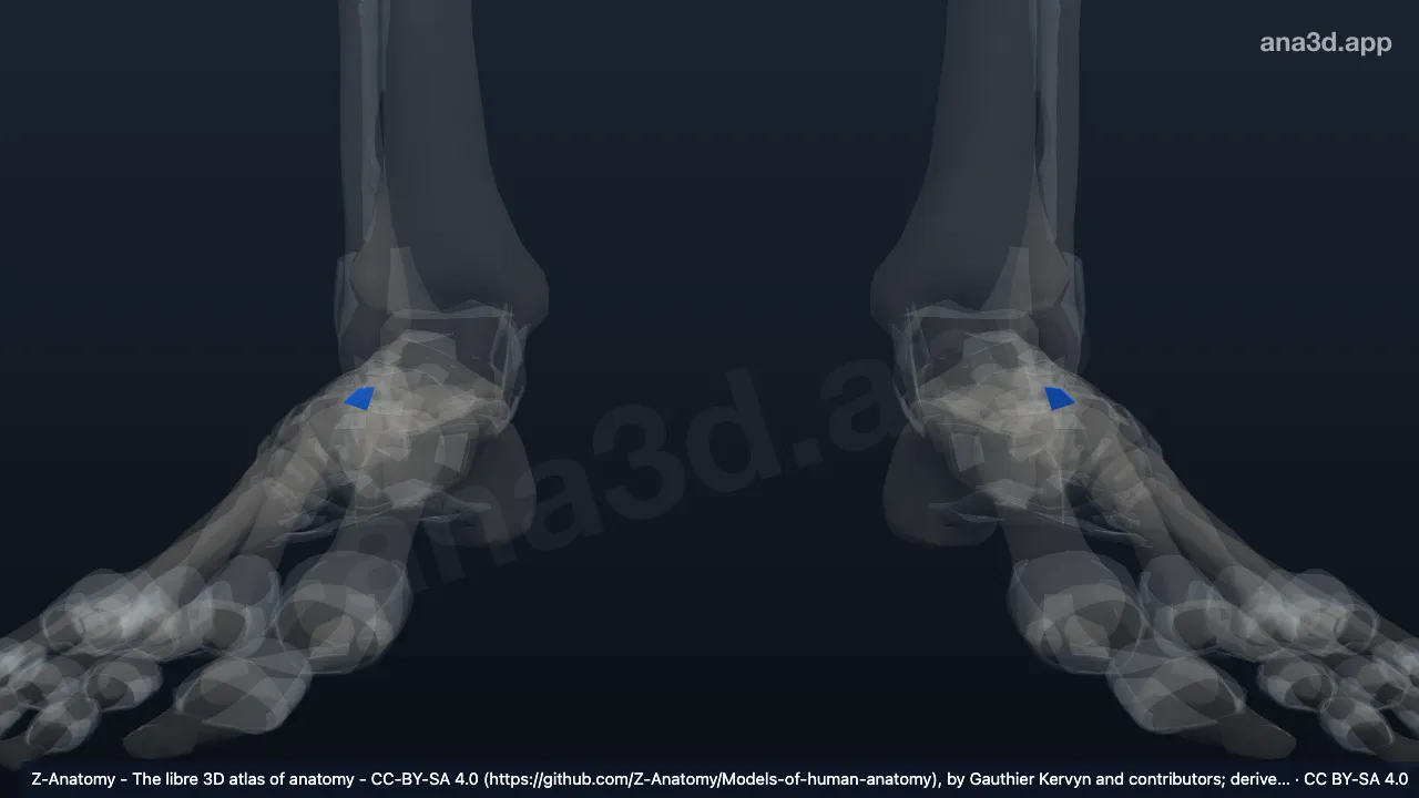 3D model: dorsal cuboideonavicular ligament