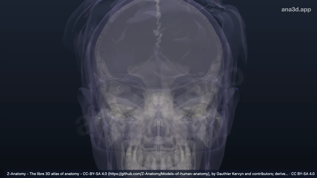 Modèle 3D : Apex de l'auricule