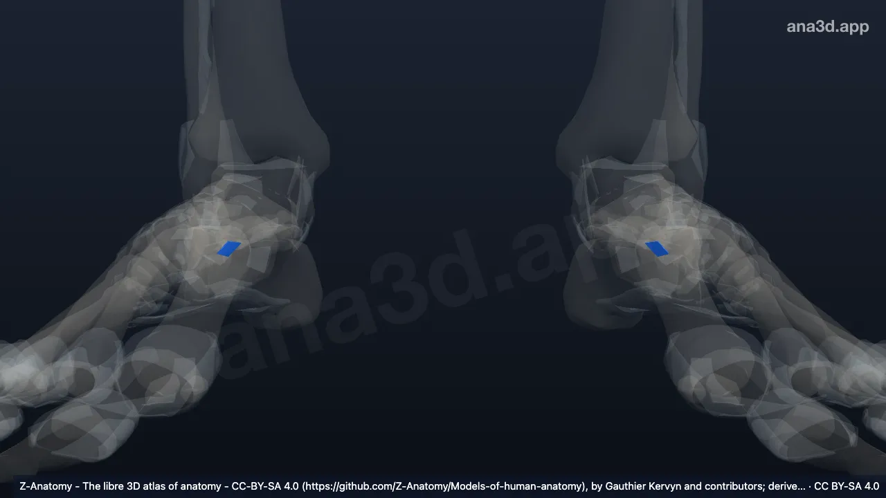 Modèle 3D : Ligament cuboïdonaviculaire plantaire
