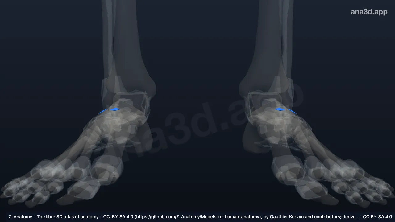 3D model: dorsal intercuneiform ligaments