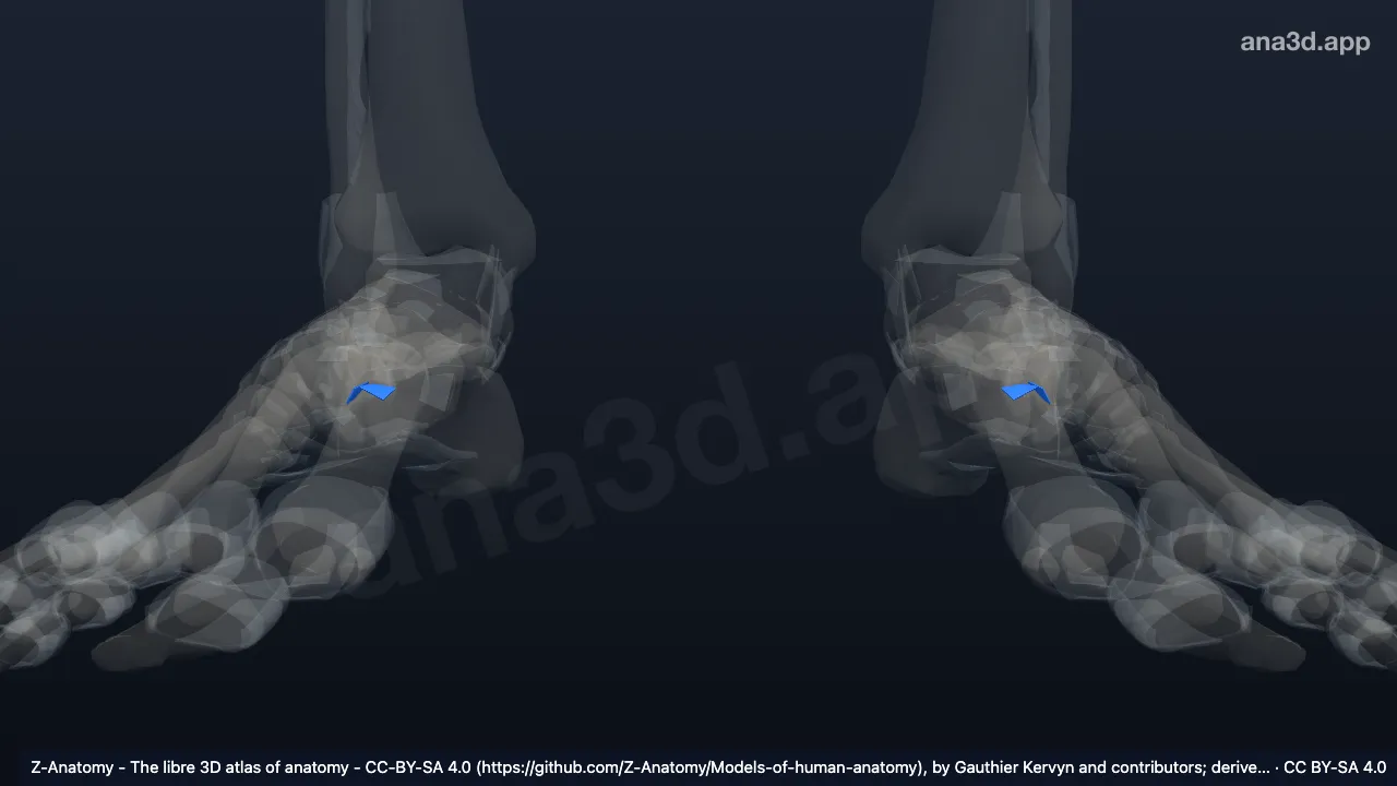 Modèle 3D : Ligaments intercunéïformes plantaires