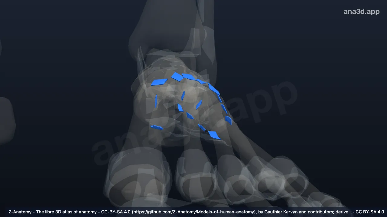 Modèle 3D : Articulations tarsométatarsiennes