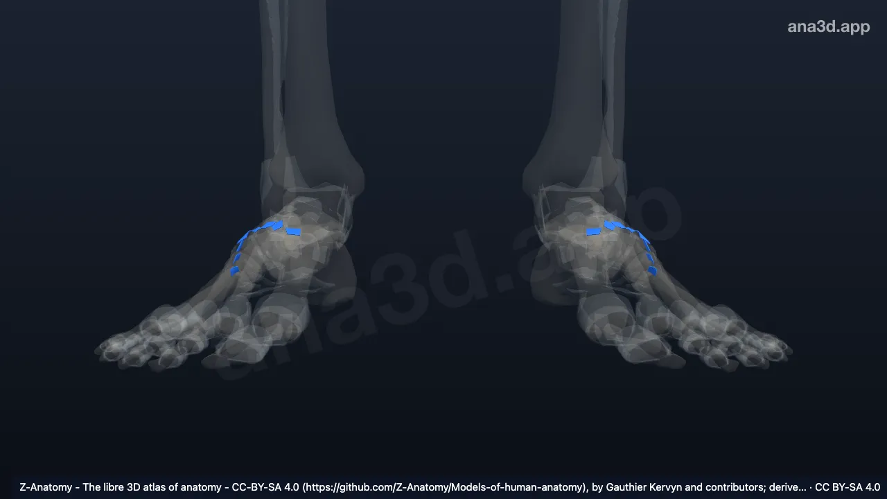 3D model: dorsal tarsometatarsal ligaments
