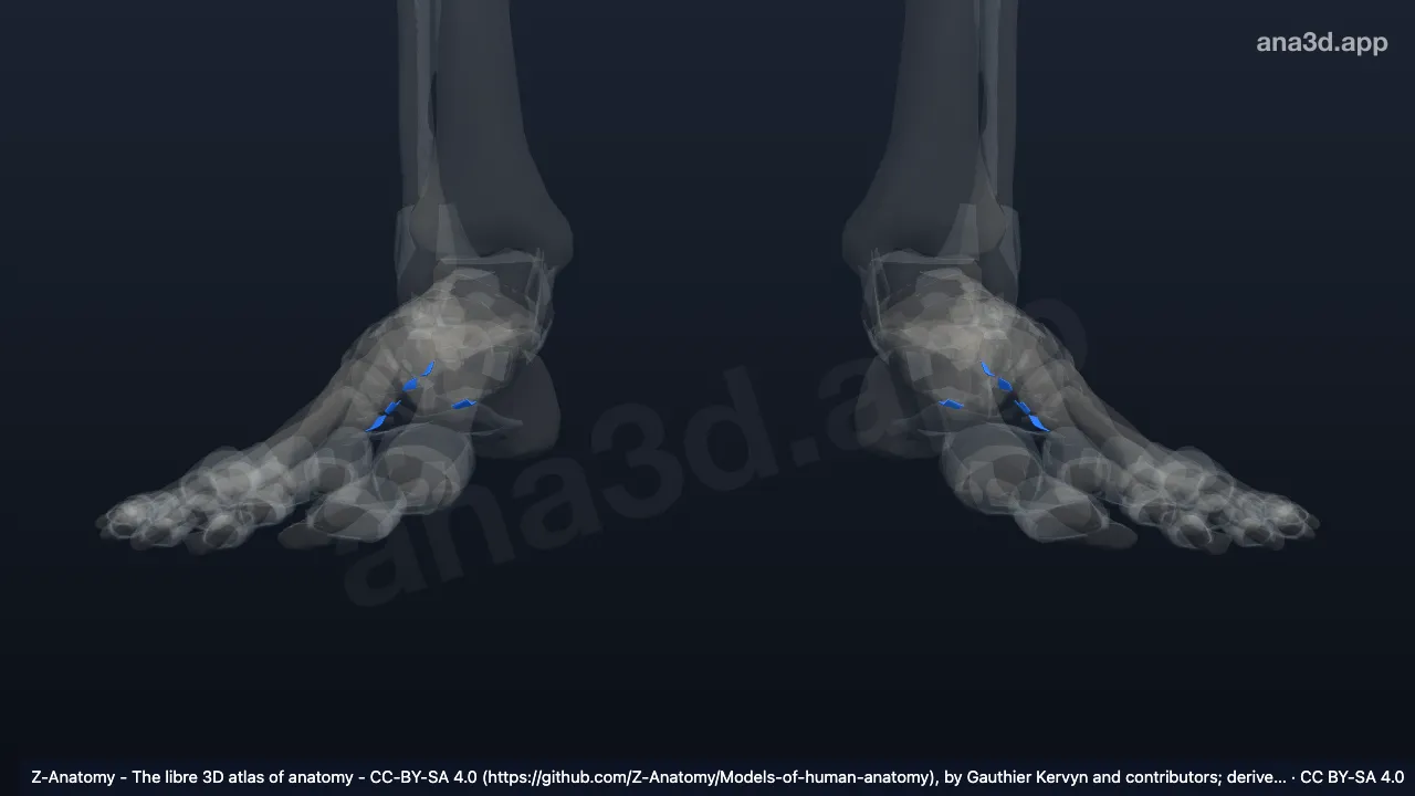 Modèle 3D : Ligaments tarsométatarsiens plantaires