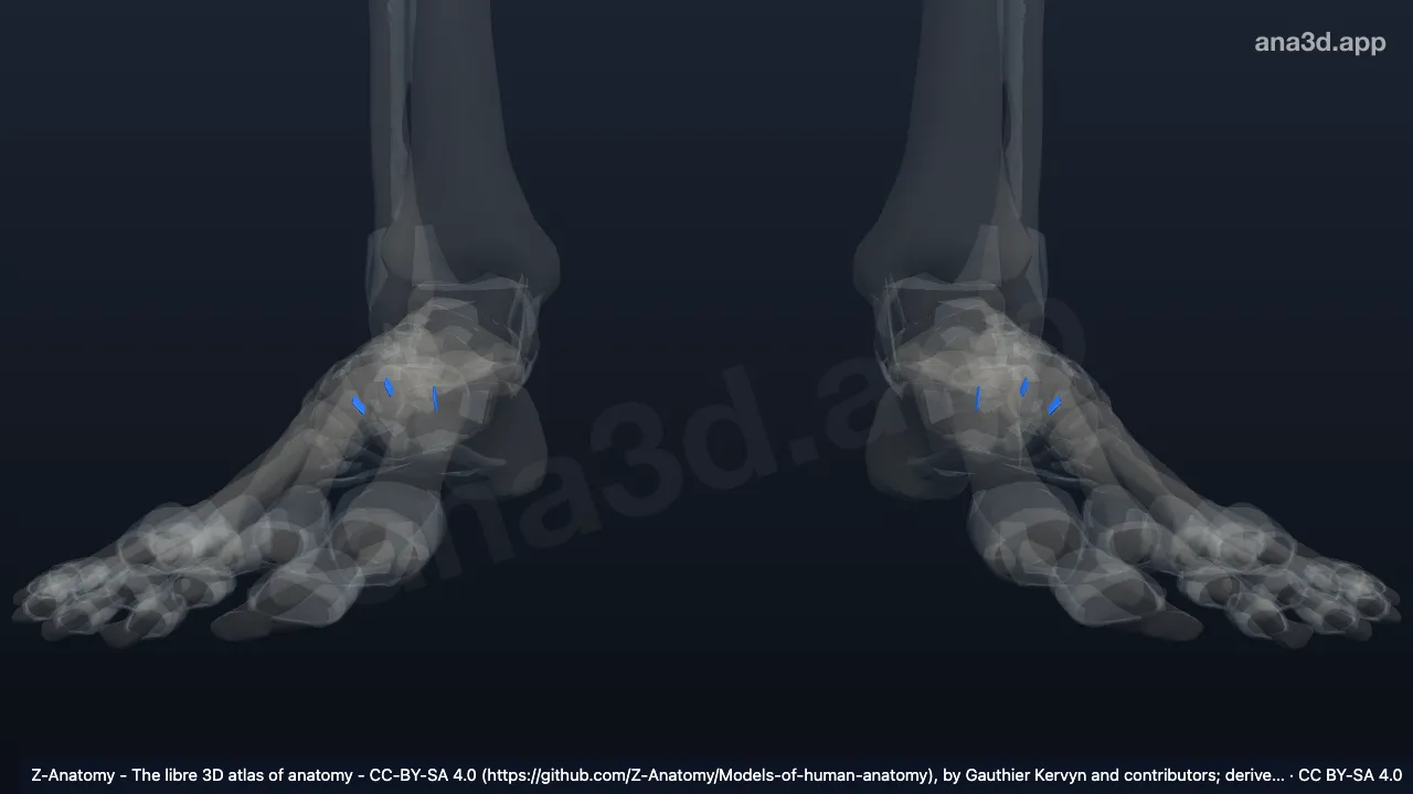 3D model: cuneometatarsal interosseous ligaments
