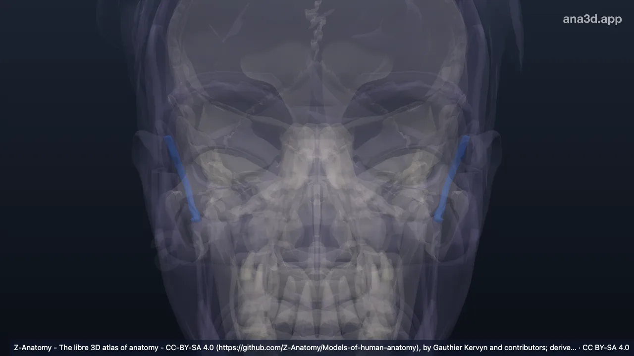 3D model: posterior auricular groove