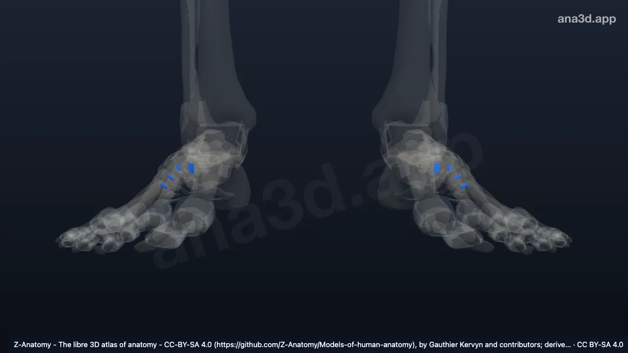 3D model: metatarsal interosseous ligaments