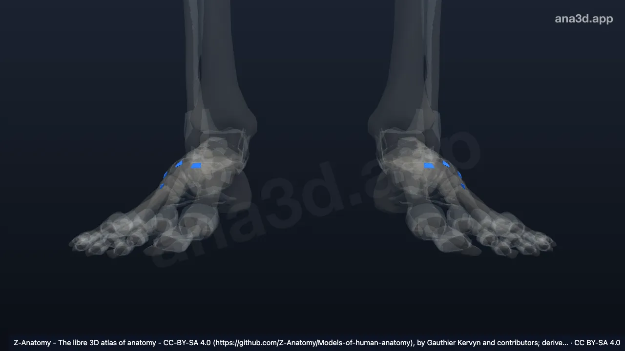 Modèle 3D : Ligaments métatarsiens dorsaux