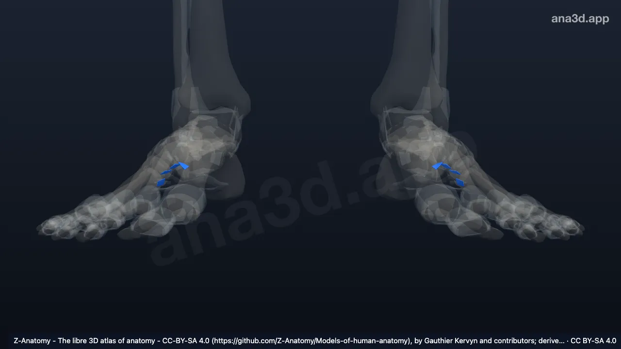 Modèle 3D : Ligaments métatarsiens plantaires