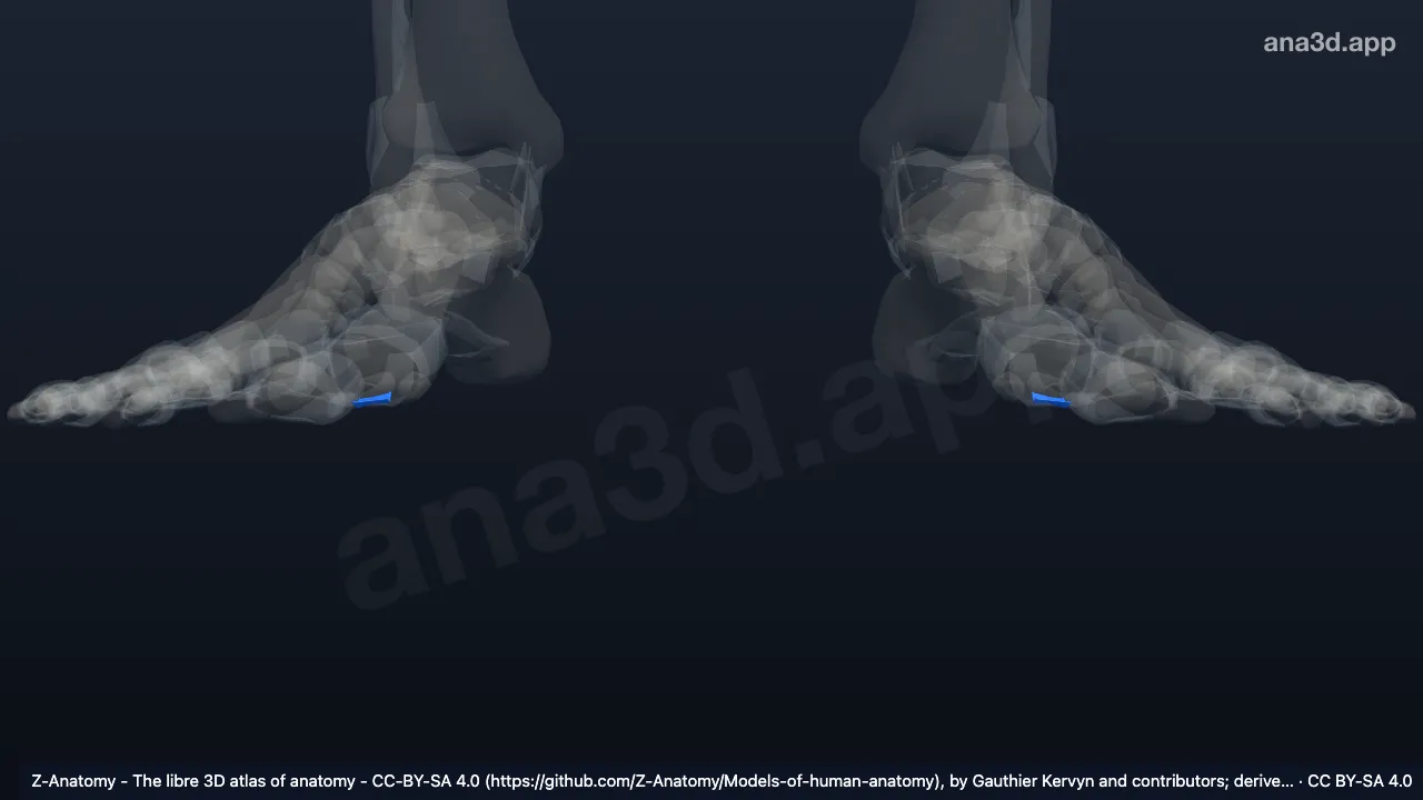 Modelo 3D: Ligamento interesamóide