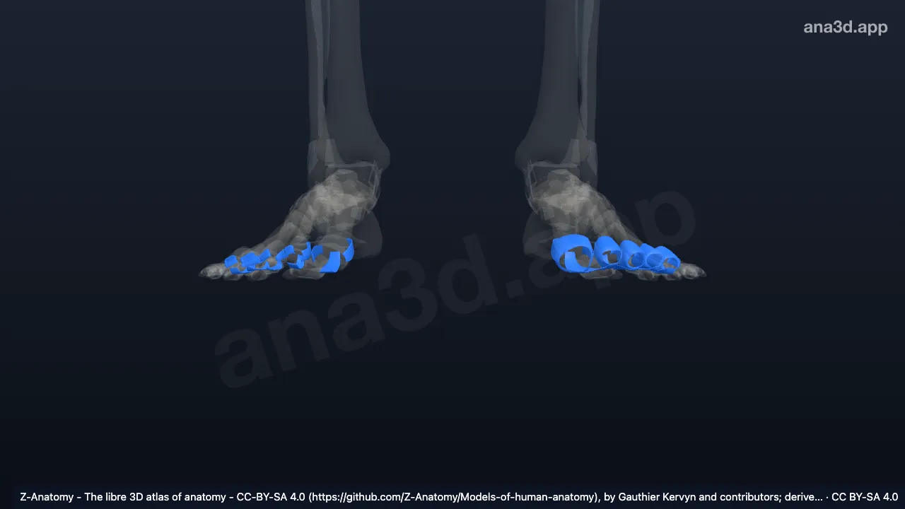 Modelo 3D: Articulaciones metatarsofalángicas