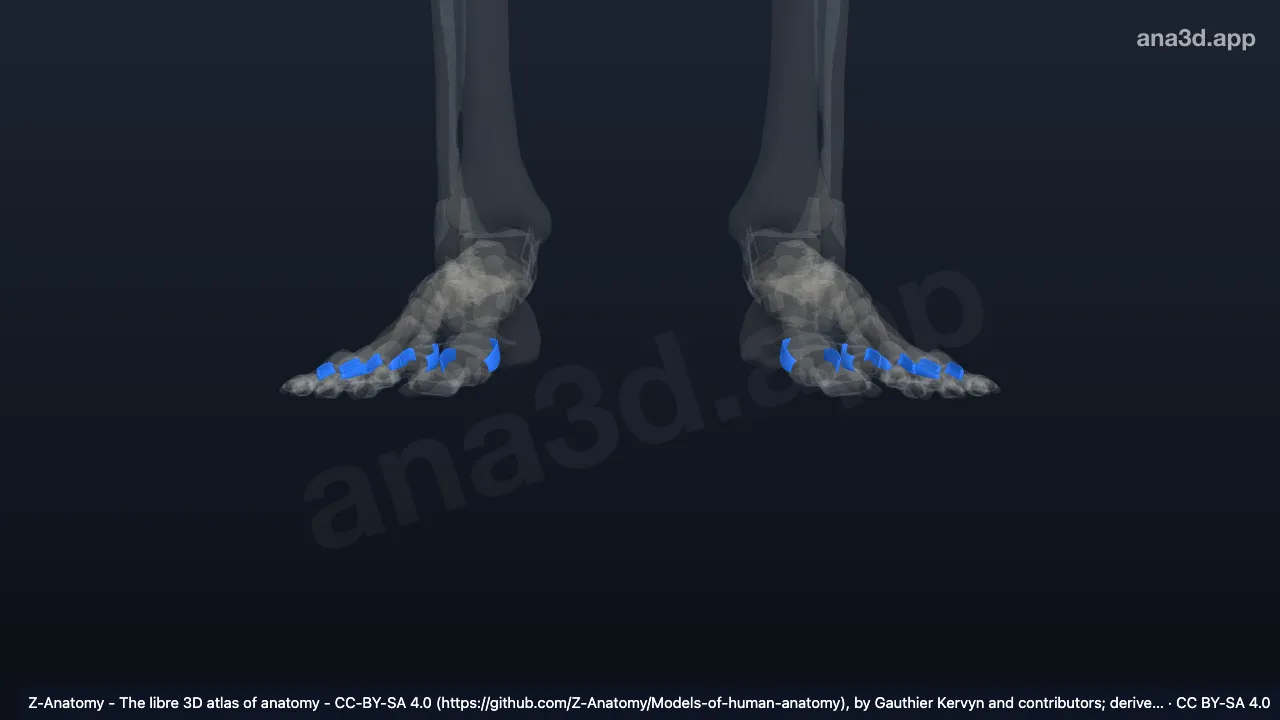 3Dモデル:中足趾節関節側副靱帯