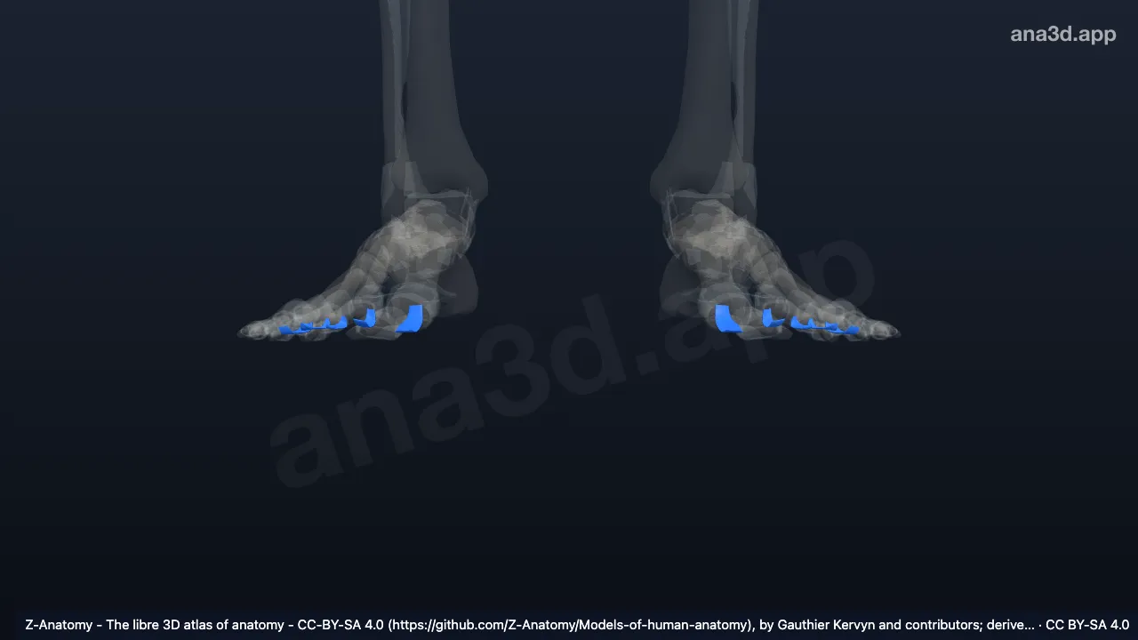 3D-Modell: Ligamenta metatarsophalangea plantaria